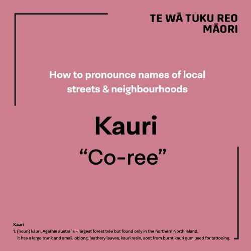 Kauri