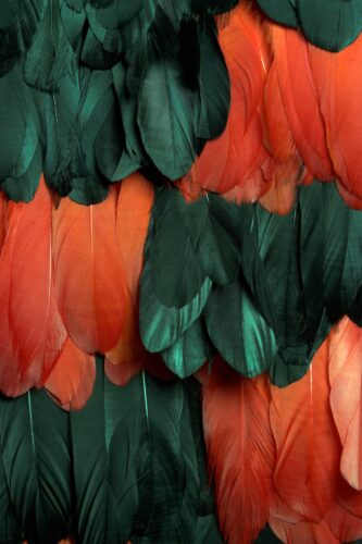 Korowai_ credit Tim Cuff_web